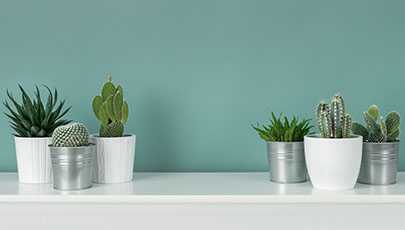 How to Plant Succulents in Your Apartment